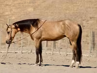 公马, Quarter Horse — 照片 1