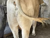 ወንድ በሬ, Swiss cattle — ፎቶ 8