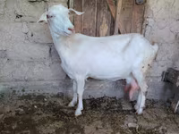 Koza, Saanen goat — zdjęcie 8
