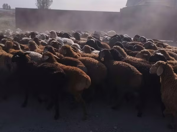 ஆண் ஆடு, ஆடுகள்