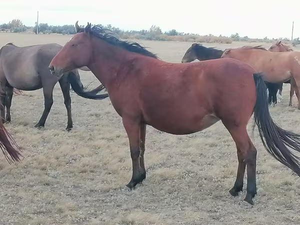 مادیان, Kazakh horse