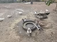 Ducks — 1-сурет