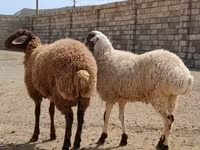 گوسفند (گروه، جنسیت مشخص نشده), گوسفند — عکس 6