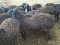قوچ, Hissar sheep — عکس 2