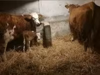 گاو ماده, Simmental cattle — عکس 1