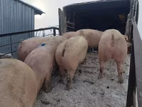 Sow, Pigs — photo 6