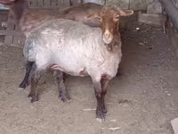 بھیڑ, بھیڑیں — تصویر 3