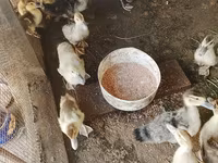 Ducks — تصویر 8