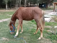 Hoppe, French Trotter — foto 1