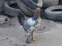 Brahma — foto 2
