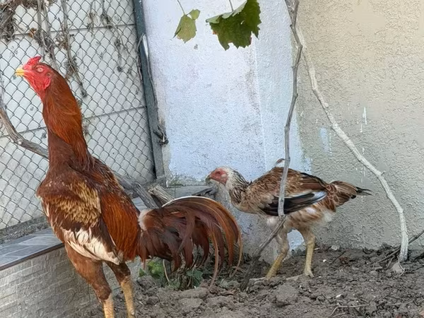 Chickens