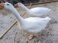 Geese — ፎቶ 3