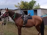 Faras, Thoroughbred horse — sawirka 6