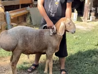 Wad, Arashan sheep — sawirka 1
