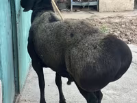 Berbec, Hissar sheep — foto 2