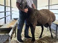 Қӯчқор, Hissar sheep — акс 1