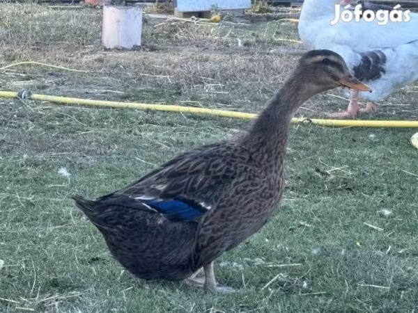 Ducks