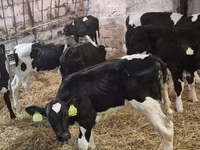 گاو نر, Simmental cattle — عکس 3