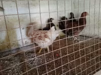 Chickens — fotografija 3