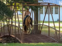 Hingst, Gypsy horse — foto 4
