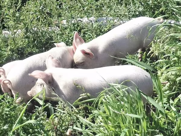 Porci (lot, sex nespecificat), Ландрас