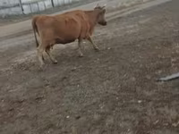 گاو ماده, Simmental cattle — عکس 8