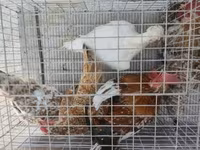 Bantam japonez — foto 2