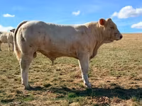 Bull, Charolais cattle — photo 2