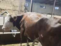 Կով, Simmental cattle — լուսանկար 1
