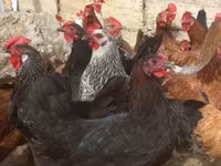 Chickens — 사진 7