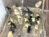 Ducks — عکس 2