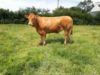 Ko, Limousin-ko. — foto 5