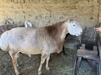 قوچ, Hissar sheep — عکس 1