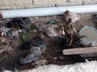 Ducks — ፎቶ 5