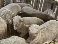 Biri-biri betina, Blackheaded Persian sheep — foto 7