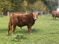 Buqa, Aberdin – Angus — 3-rasm