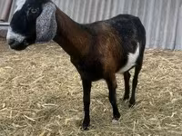 Taka, Alpine goat — 1-rasm