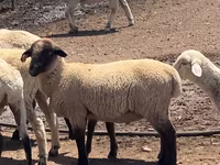 Montone, Hampshire sheep — foto 1