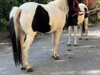 Kuda betina, Horses — foto 5
