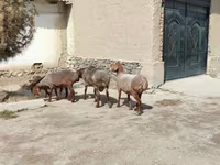 قوچ, گوسفند — عکس 3