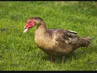 Ducks — عکس 1