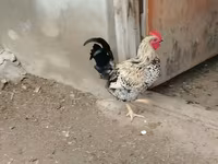 Chickens — photo 1
