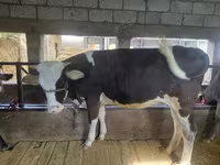 Kuh, Simmental cattle — Foto 2