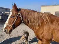 Hengst, Kustanai horse — Foto 8