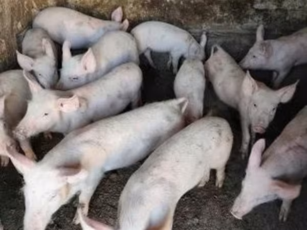 Schweine (Partie, Geschlecht nicht angegeben), Schweine