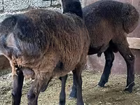 Qoç, Rhon sheep — foto 4