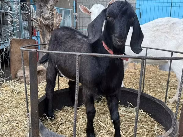 عنزة, Beetal goats