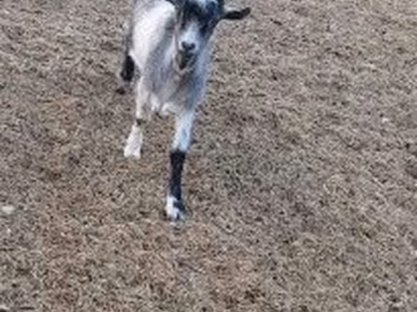 بکرا, Saanen goat