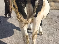 گاو ماده, Russian Black pied cattle — عکس 8