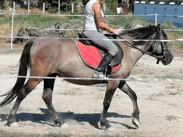 Stute, Polish pony
